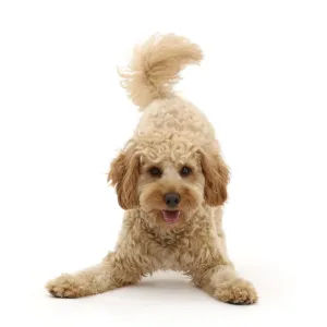RF Cavapoo dog Print, Monty in Play-Bow Stance RF Cavapoo dog Print, Monty in Play-Bow Stance
