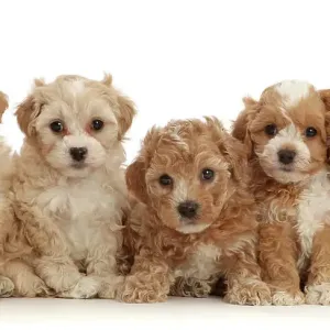 Cavapoochon Puppies Print Cavapoochon Puppies Print
