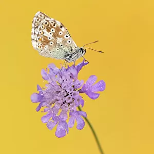 RF - Chalkhill blue butterfly (Lysandra coridon) male resting on Small scabious (Scabiosa columbaria). Somerset, England, UK. July 2019. (This image may be licensed either as rights managed or royalty free.)