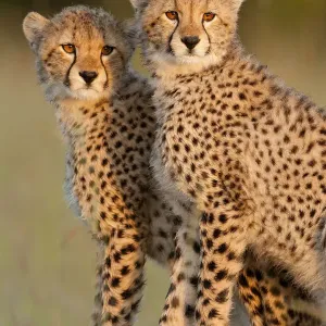 6-Month-Old Cheetah Cubs Print 6-Month-Old Cheetah Cubs Print