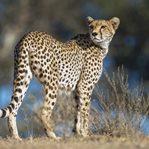 RF - Cheetah (Acinonyx jubatus) female patrolling territory. Long Gully, Ngorongoro Conservation Area, Tanzania. April