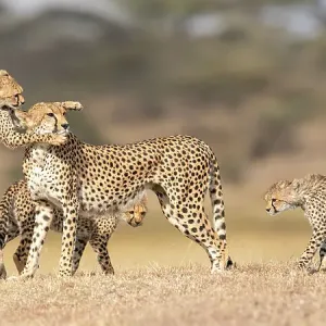 Cheetah Female with 3 Cubs Print Cheetah Female with 3 Cubs Print