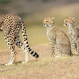 RF - Cheetah (Acinonyx jubatus) playing with three cubs. Serengeti / Ngorongoro Conservation Area, Tanzania. (This image may be licensed either as rights managed or royalty free.) RF - Cheetah (Acinonyx jubatus) playing with three cubs. Serengeti / Ngorongoro Conservation Area, Tanzania. (This image may be licensed either as rights managed or royalty free.)