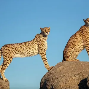 Cheetahs Print on Rocks Cheetahs Print on Rocks