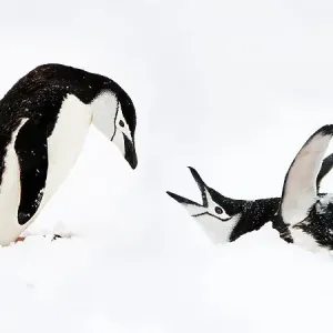 RF - Chinstrap penguins (Pygoscelis antarctica) displaying, Half-Moon Island, South Shetland Islands, Antarctica (This image may be licensed either as rights managed or royalty free.) RF - Chinstrap penguins (Pygoscelis antarctica) displaying, Half-Moon Island, South Shetland Islands, Antarctica (This image may be licensed either as rights managed or royalty free.)