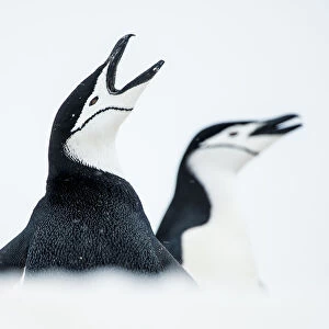 RF - Chinstrap Penguins (Pygoscelis antarcticus) once calling, South Shetland Islands