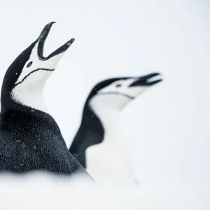 RF - Chinstrap Penguins (Pygoscelis antarcticus) once calling, South Shetland Islands