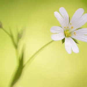 Greater Stitchwort Flower Close-up Print Greater Stitchwort Flower Close-up Print