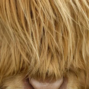 RF- Close-up of Highland cow (Bos taurus) showing thick insulating hair covering face