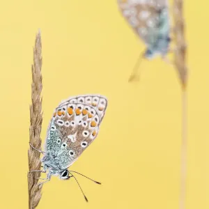 Common blue butterfly print on grass Common blue butterfly print on grass