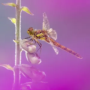 RF - Libellula darter comune (Sympetrum striolatum) in riposo su una zolla di Digitalis purpurea con gocce di rugiada sulle ali. Inghilterra, Cornovaglia, Regno Unito. Giugno. (Questa immagine può essere licenziata sia come gestita dai diritti che come gr RF - Libellula darter comune (Sympetrum striolatum) in riposo su una zolla di Digitalis purpurea con gocce di rugiada sulle ali. Inghilterra, Cornovaglia, Regno Unito. Giugno. (Questa immagine può essere licenziata sia come gestita dai diritti che come gr