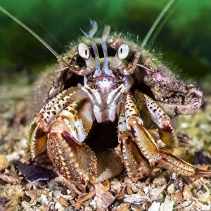 RF - Common hermit crab (Pagurus bernhardus) scuttles over the seabed