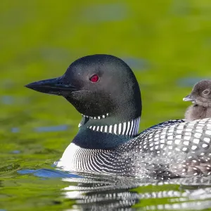 RF Print: Common loon with chick on back, Michigan, USA RF Print: Common loon with chick on back, Michigan, USA