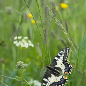 RF - Common swallowtail butterfly (Papilio machaon) Aosta Valley, Gran Paradiso National Park