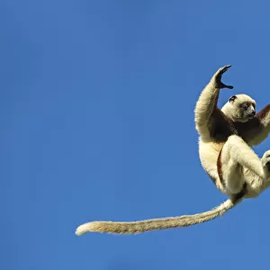 RF - Coquerels sifaka (Propithecus coquereli) jumping, Anjajavy Private Reserve