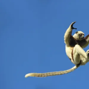 RF - Coquerels sifaka (Propithecus coquereli) jumping, Anjajavy Private Reserve