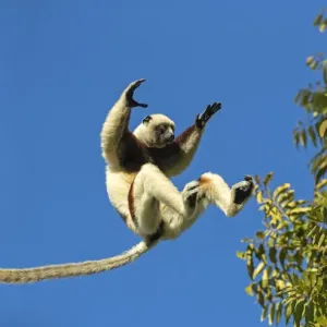 Coquerel's sifaka jumping print Coquerel's sifaka jumping print