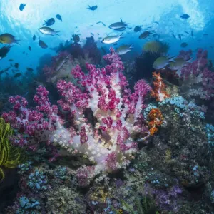 Soft Coral Reef Print Soft Coral Reef Print
