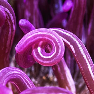 RF - Cork-screw anemone (Macrodactyla doreensis). Lembeh Strait, North Sulawesi, Indonesia