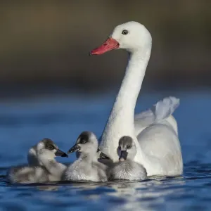 RF - Coscoroba swan, (Coscoroba coscoroba) adult with chicks, La Pampa, Argentina RF - Coscoroba swan, (Coscoroba coscoroba) adult with chicks, La Pampa, Argentina