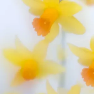 Soft Focus Daffodil Print Soft Focus Daffodil Print