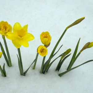 Daffodils Emerging from Snow Print Daffodils Emerging from Snow Print