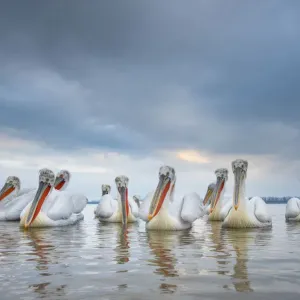 RF - Dalmatian pelicans (Pelecanus crispus) Lake Kerkini, Greece, March RF - Dalmatian pelicans (Pelecanus crispus) Lake Kerkini, Greece, March
