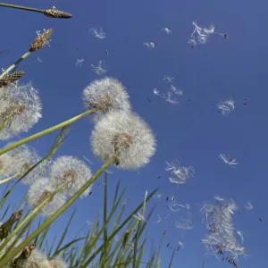 RF - Dandelion (Taraxacum officinale) seeds blowing in the wind, England, UK. May