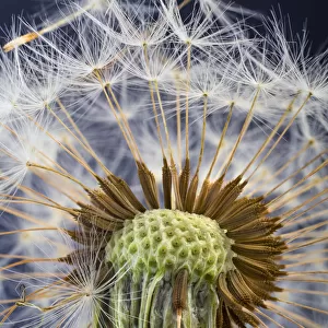 RF- Dandelion (Taxaxacum officinale) close up of seed head
