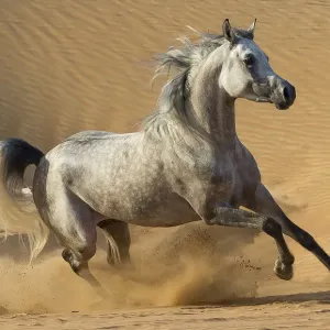 Horses and Ponies