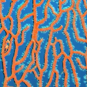 Denise's pygmy seahorse in a sea fan print Denise's pygmy seahorse in a sea fan print