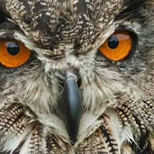 RF - Eagle owl (Bubo bubo) close-up of head. Captive, Netherlands. August