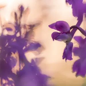 RF - Orchidée pourpre précoce (Orchis mascula) en fleur, Broxwater, Cornwall, Royaume-Uni. Mai 2016 RF - Orchidée pourpre précoce (Orchis mascula) en fleur, Broxwater, Cornwall, Royaume-Uni. Mai 2016