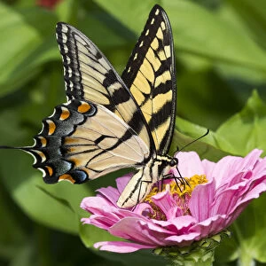 RF - Eastern tiger swallowtail butterfly (Papilio glaucus) nectaring on Zinnia in farm garden