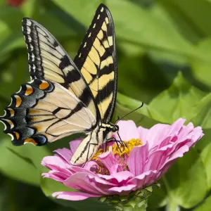 RF - Eastern tiger swallowtail butterfly (Papilio glaucus) nectaring on Zinnia in farm garden RF - Eastern tiger swallowtail butterfly (Papilio glaucus) nectaring on Zinnia in farm garden