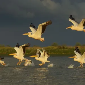 RF- Eastern white pelicans (Pelecanus onocrotalus) taking off from water, Danube RF- Eastern white pelicans (Pelecanus onocrotalus) taking off from water, Danube