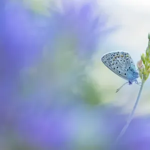 RF - Eschers blue butterfly (Polyommatus escheri) on grass, with soft focus blue flowers