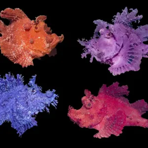 Eschmeyers Scorpionfish Colour Variations Print Eschmeyers Scorpionfish Colour Variations Print