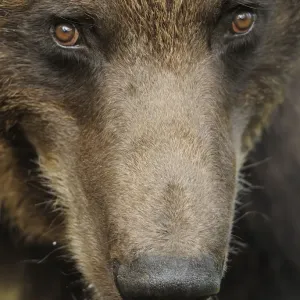 RF- Eurasian brown bear (Ursus arctos) close-up of face, Suomussalmi, Finland. July RF- Eurasian brown bear (Ursus arctos) close-up of face, Suomussalmi, Finland. July