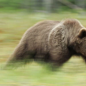 RF- Eurasian brown bear (Ursus arctos) running, Suomussalmi, Finland. July