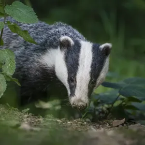 RF - European badger (Meles meles) foraging in deciduous woodland. Mid Devon, UK. June RF - European badger (Meles meles) foraging in deciduous woodland. Mid Devon, UK. June