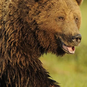 RF- European brown bear (Ursus arctos) with mouth open, Kuhmo, Finland. July