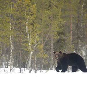 RF - European brown bear (Ursus arctos) male in the snow