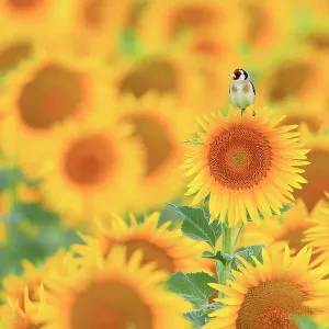 RF - European goldfinch (Carduelis carduelis) perched in field of Sunflowers (Helianthus annuus), Cadiz, Andalusia, Spain. July. (This image may be licensed either as rights managed or royalty free.) RF - European goldfinch (Carduelis carduelis) perched in field of Sunflowers (Helianthus annuus), Cadiz, Andalusia, Spain. July. (This image may be licensed either as rights managed or royalty free.)