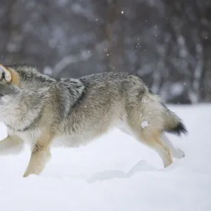 RF- European grey wolf (Canis lupus) running through snow in birch forest, Tromso, Norway