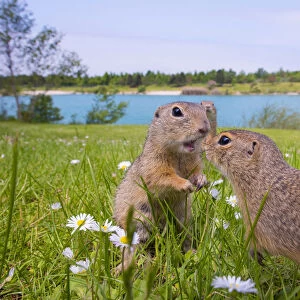 RF - European ground squirrels / Sousliks (Spermophilus citellus)greeting, Gerasdorf, Austria