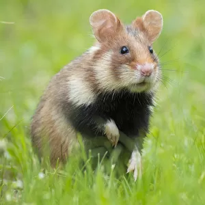RF - European hamster (Cricetus cricetus) Austria