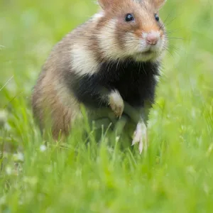 RF - European hamster (Cricetus cricetus) Austria