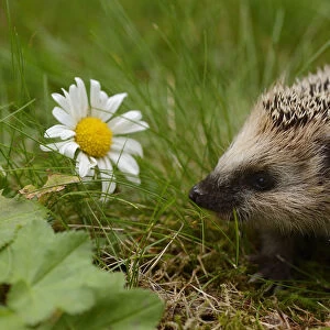 RF- European hedgehog (Erinaceus europaeus) orphan, Jarfalla, Sweden. August