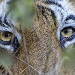 RF - Eyes / face of female Bengal tiger (Panthera tigris tigris